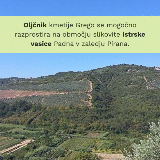 OLJČNO OLJE cuvee Grego - Image 6